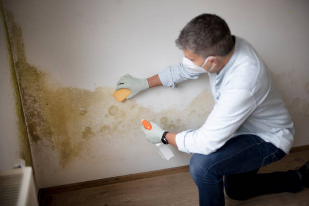 Best Post-Construction Mold Inspection  in Telford, TN