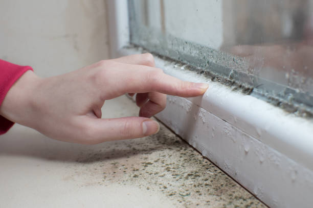 Best Mold Remediation for Healthcare Facilities  in Telford, TN